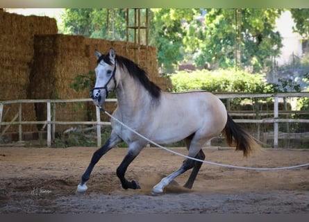 Lusitanos, Hengst, 4 Jahre, 163 cm, Braunfalbschimmel