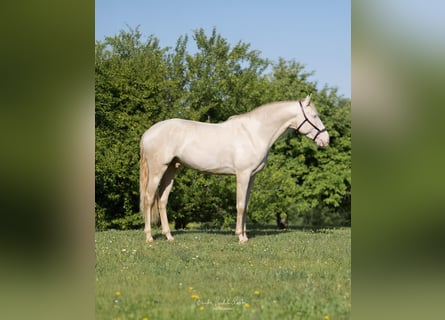 Lusitanos, Hengst, 4 Jahre, 163 cm, Cremello