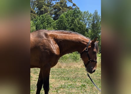 Lusitanos, Hengst, 4 Jahre, 163 cm, Dunkelbrauner