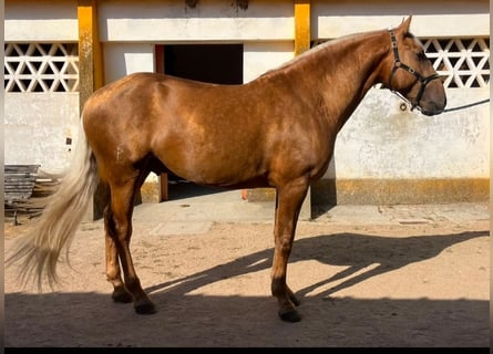 Lusitanos, Hengst, 4 Jahre, 164 cm, Palomino