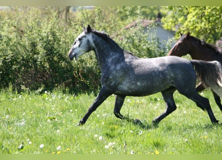Lusitanos, Hengst, 4 Jahre, 164 cm, Schimmel