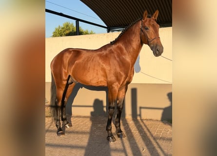 Lusitanos, Hengst, 4 Jahre, 165 cm, Brauner
