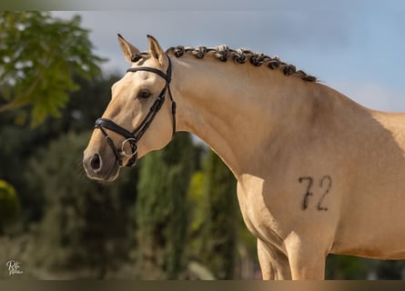 Lusitanos, Hengst, 4 Jahre, 165 cm, Falbe Lusitanos, Hengst, 4 Jahre, 165 cm, Falbe