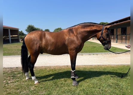 Lusitanos, Hengst, 4 Jahre, 168 cm, Brauner