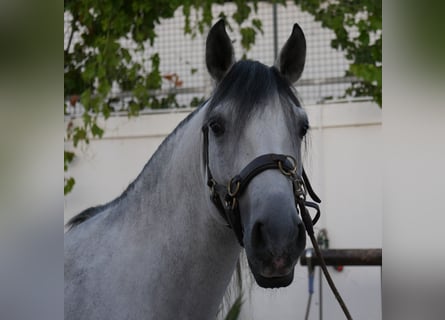 Lusitanos, Hengst, 5 Jahre, 158 cm, Apfelschimmel