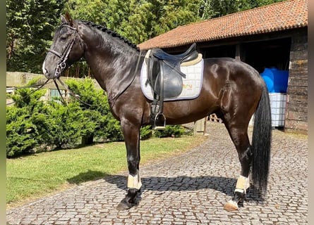 Lusitanos, Hengst, 5 Jahre, 158 cm, Rappe