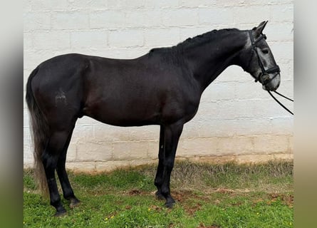 Lusitanos, Hengst, 5 Jahre, 158 cm, Schimmel