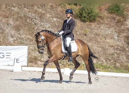 Lusitanos, Hengst, 5 Jahre, 162 cm, Buckskin