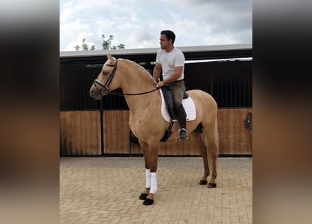 Lusitanos, Hengst, 5 Jahre, 162 cm, Palomino