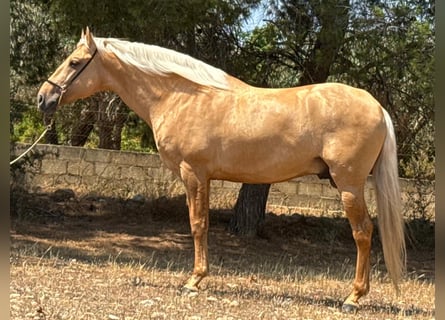 Lusitanos, Hengst, 5 Jahre, 162 cm, Palomino