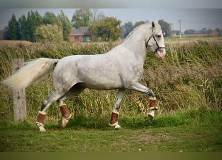 Lusitanos, Hengst, 5 Jahre, 162 cm, Schimmel