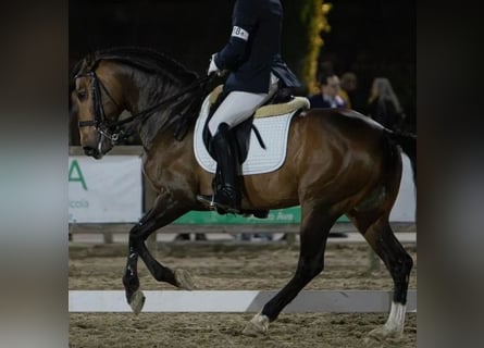 Lusitanos, Hengst, 5 Jahre, 163 cm, Brauner