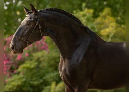 Lusitanos, Hengst, 5 Jahre, 163 cm, Rappe