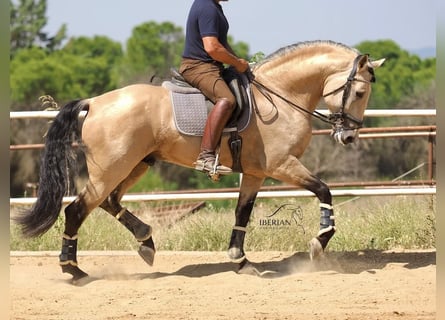 Lusitanos Mix, Hengst, 5 Jahre, 168 cm, Falbe