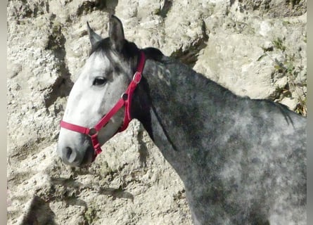 Lusitanos Mix, Hengst, 6 Jahre, 155 cm, Schimmel