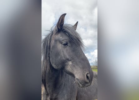 Lusitanos, Hengst, 6 Jahre, 158 cm, Schwarzbrauner