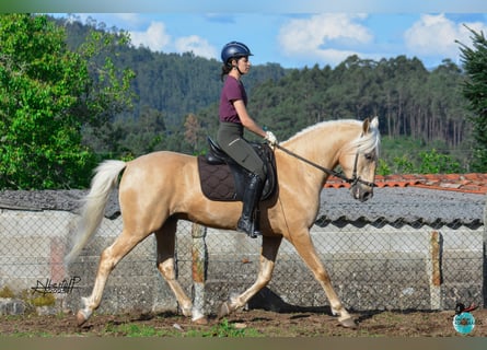 Lusitanos, Hengst, 6 Jahre, 160 cm, Pearl