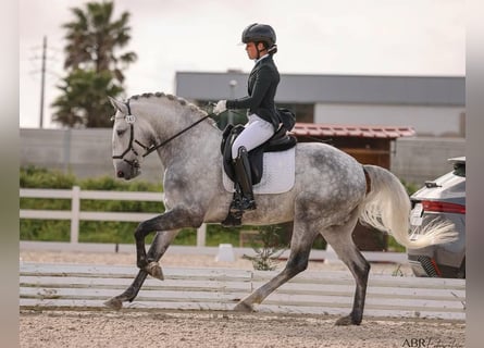 Lusitanos, Hengst, 6 Jahre, 164 cm, Apfelschimmel