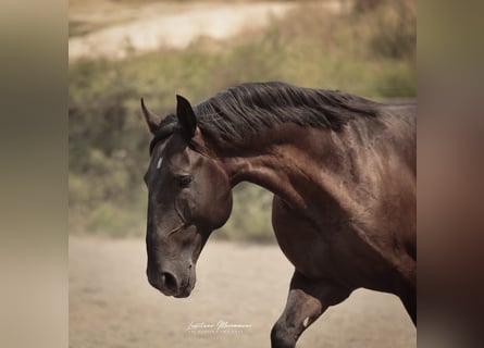 Lusitanos, Hengst, 6 Jahre, 166 cm, Rappe