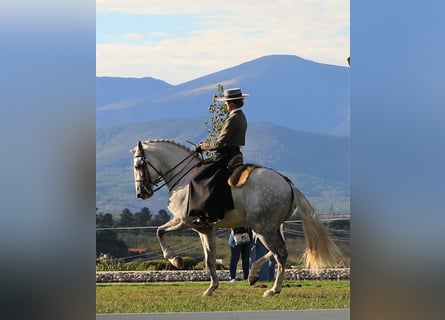 Lusitanos, Hengst, 6 Jahre, 168 cm, Apfelschimmel