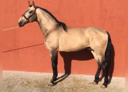Lusitanos, Hengst, 6 Jahre, 169 cm, Falbe