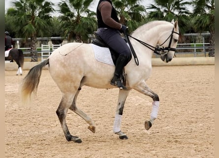 Lusitanos, Hengst, 7 Jahre, 163 cm, Schimmel