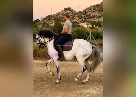 Lusitanos, Hengst, 7 Jahre, 163 cm, White