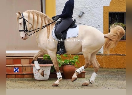 Lusitanos, Hengst, 8 Jahre, 161 cm, Perlino