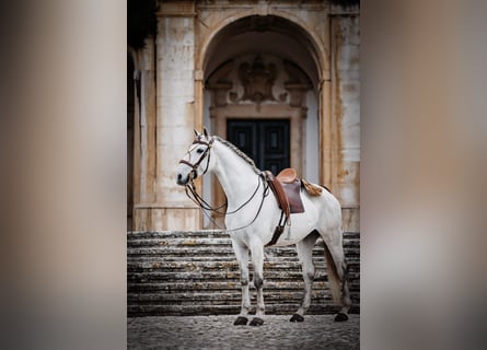 Lusitanos, Hengst, 9 Jahre, 166 cm, Schimmel