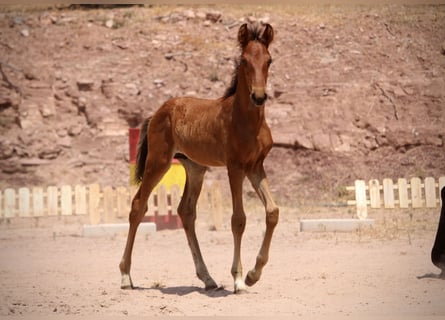 Lusitanos Mix, Hengst, , 160 cm, Brauner