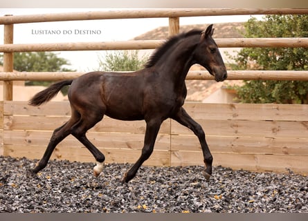 Lusitanos Mix, Hengst, Fohlen (03/2026), 160 cm, Rappe