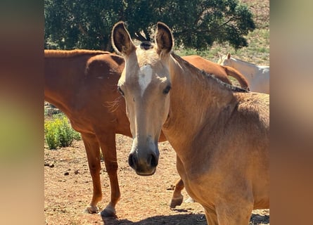 Lusitanos, Hengst, Fohlen (03/2025), 163 cm, Buckskin