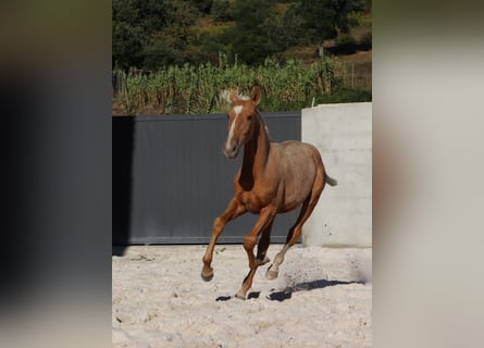 Lusitanos, Hengst, Fohlen (01/2024), 163 cm, Palomino