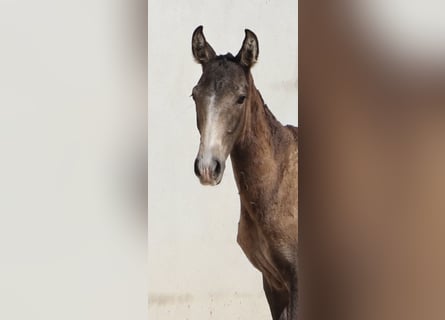 Lusitanos, Hengst, Fohlen (04/2025), 164 cm, Buckskin