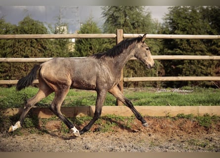 Lusitanos, Hengst, Fohlen (03/2025), 164 cm, Buckskin
