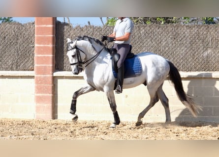 Lusitanos, Semental, 10 años, 162 cm, Tordo