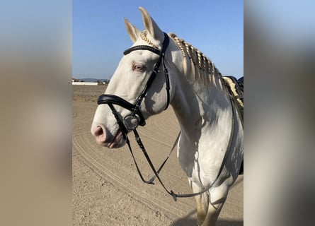Lusitanos, Semental, 10 años, 163 cm, Cremello