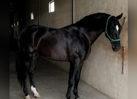 Lusitanos Mestizo, Semental, 10 años, 165 cm, Negro