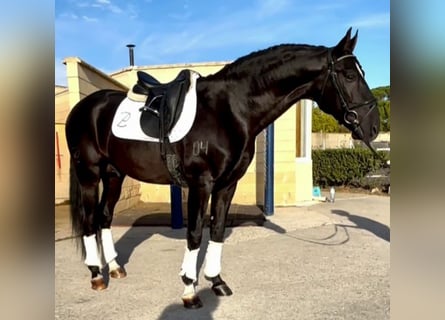 Lusitanos Mestizo, Semental, 10 años, 165 cm, Negro