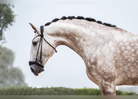 Lusitanos, Semental, 10 años, 170 cm, Tordo ruano