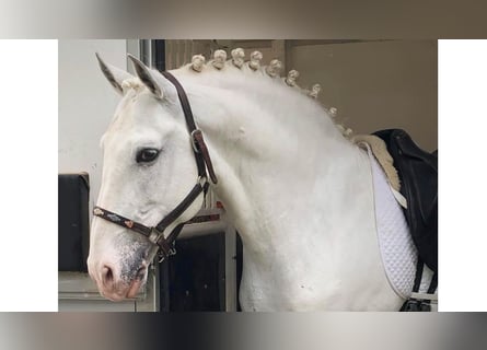 Lusitanos, Semental, 11 años, 164 cm, Tordo