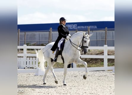 Lusitanos, Semental, 11 años, 165 cm, Tordo