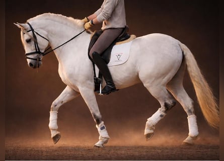 Lusitanos, Semental, 11 años, 167 cm, Tordo