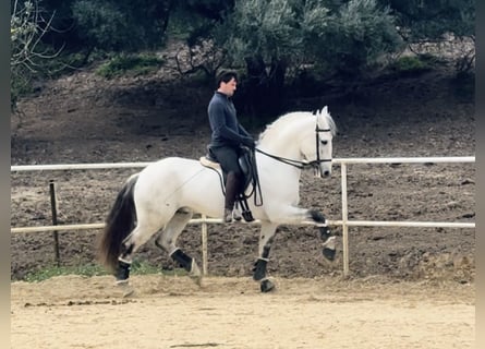 Lusitanos, Semental, 12 años, 165 cm, Tordo