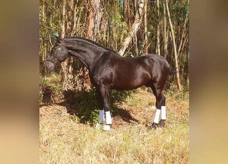 Lusitanos, Semental, 14 años, 164 cm, Negro