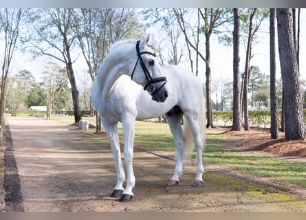Lusitanos, Semental, 16 años, 163 cm, Tordo