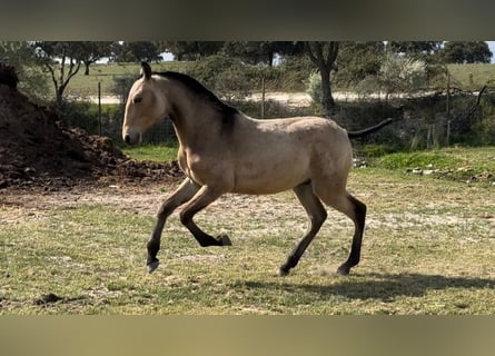Lusitanos Mestizo, Semental, 1 año, 150 cm, Bayo