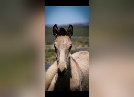 Lusitanos, Semental, 1 año, 161 cm, Bayo