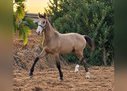 Lusitanos, Semental, 1 año, 165 cm, Bayo