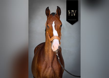 Lusitanos, Semental, 1 año, Castaño